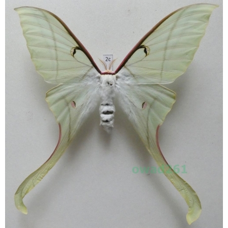 Actias rhodopneuma (Röber, 1925) female ex. pupa Vietnam 121mm2c